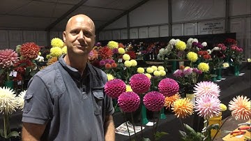 How to Stage Dahlias By David Gillam