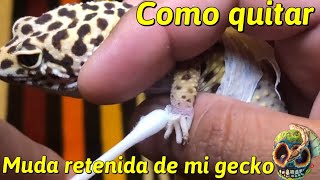 Como quitar la muda retenida a mi gecko. MORDIDA DE SERPIENTE DE DANIEL