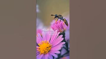 {فلا تغرنكم الحياة الدنيا} تلاوة خاشعة للشيخ ياسر الدوسري🍁🐝