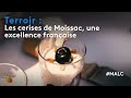 Terroir Moissac Cherries A French Excellence Terroir Moissac Cherries A French Excellence