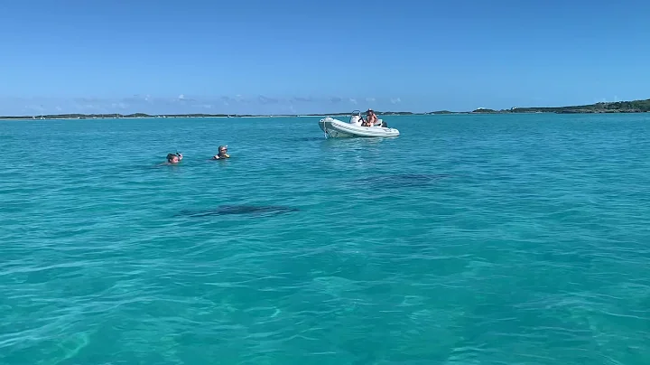 Swimming with the Wild Dolphin Family