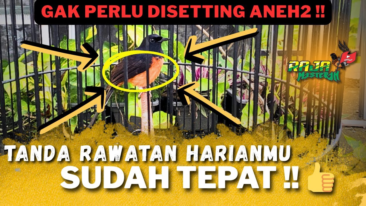 CIRI CIRI MURAI BATU SIAP LOMBA KETIKA DIRUMAH ‼️