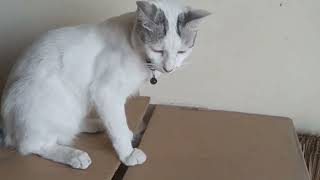 COCO ALWAYS IN THE HIGH PLACES- Vlog#147 #cat #coco