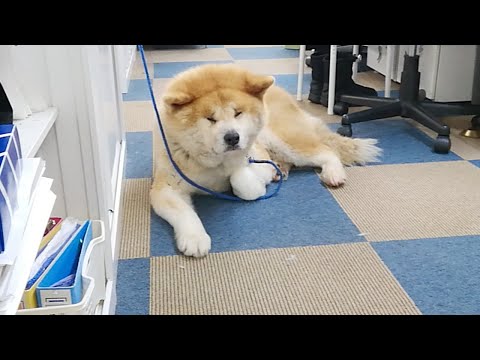 秋田犬会館配信！