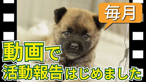Npo法人犬と猫のためのライフボート Youtube