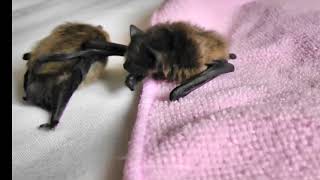 Getting to know you  Bruce and Dot Pipistrelle bat's first meeting