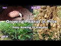 Growing Peanut In Pots from Sowing to Harvest /How to grow peanut from seeds in container /NY SOKHOM