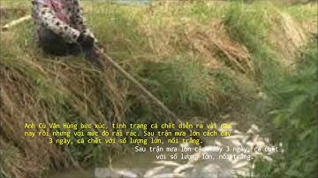 tin tuc binh son quang ngai - Bốc mùi hôi thối,Cá chết bất thường Huyện Bình Sơn