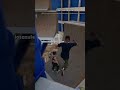 I Managed to do this after 100 attempts #gaming #skate #skateboard #hardtrick #skatecrunch #skateleg