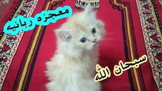 أجمل قطه شيرازى فى العالم/واكتشفت فيهاحاجه مش هتسدؤها /تعالو بسرعه