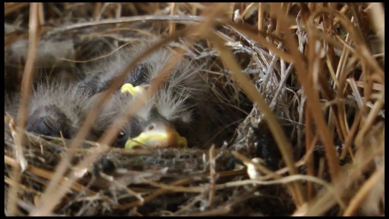 Adorable Baby House Finch Bird Hatchlings YouTube