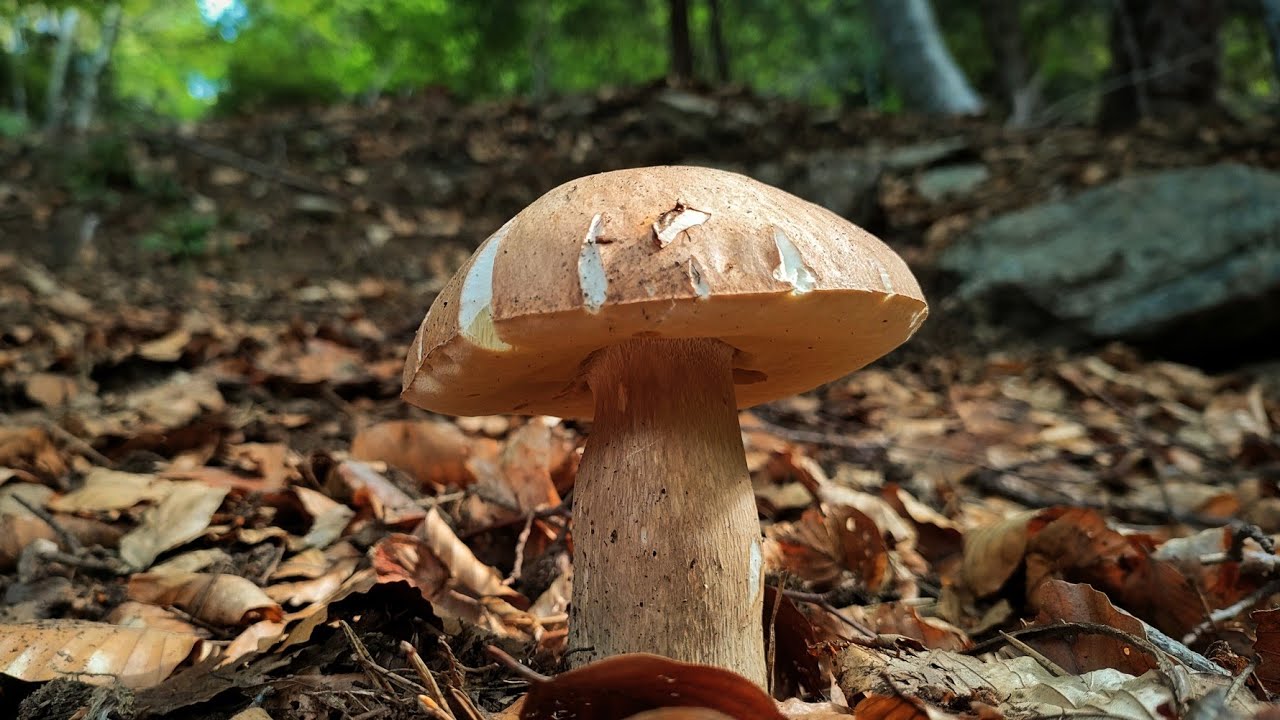 FUNGHI PORCINI GIUGNO 2022 GLI ULTIMI PORCINI E FINFERLI DI GIUGNO