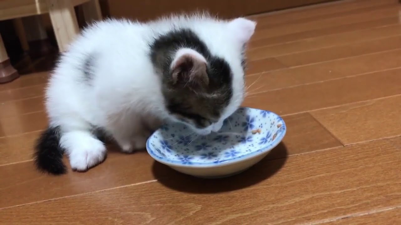 ごはんの後すぐ トイレに行く子猫がかわいい Youtube ごはんの後すぐ トイレに行く子猫がかわいい Youtube