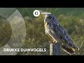 Wild in Nederland: drukke duinvogels