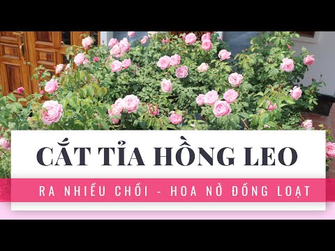 Video: Cắt Tỉa Hoa Hồng Leo Vào Mùa đông: Mẹo Cắt Tỉa Hoa Hồng Leo Vào Mùa Thu Cho Người Mới Bắt đầu. Làm Thế Nào để Làm Cho Một Nơi Trú ẩn Một Cách Chính Xác? Làm Thế Nào để Chuẩn Bị Hoa