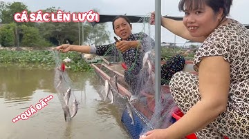 Kéo Lưới Ngoài Làng Bè, Cá Sác Lên Đầy Lưới #ngườiđồngtháp #fishing