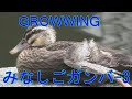 【みなしごガンバ-3/3・大きくなります!】2020 (Orphaned Duck Baby ・Growwing ! )
