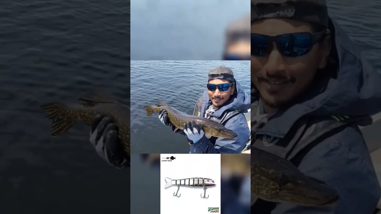 Pike were inhaling our Zombie Maxx lure this past weekend! 