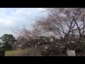 晩秋に咲く桜、十月桜と四季桜