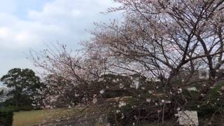 晩秋に咲く桜、十月桜と四季桜