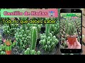 Cactus 🌵Castillo de Hadas 🏰 (Acanthocerus Tetragonus) "Fairy Castle" | TODO LO QUE DEBES SABER  🔥❤️🐐