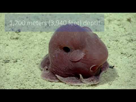 Dumbo octopus swimming thumbnail