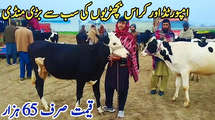 06-12-2024 imported heifers latest Rate on Gondal Mandi!Gondal Mandi latest update#cow#dairy#heifers