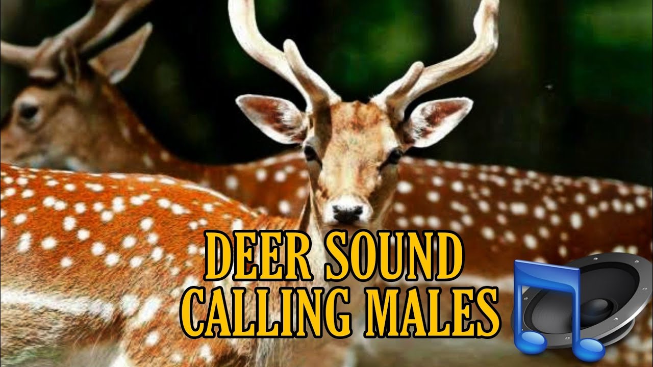 THE SOUND OF THE MOST POWERFUL MALE OF THE DEER CALLS YouTube