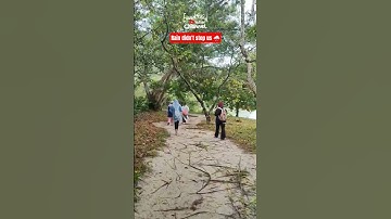 Thumbnail of On the Way to Pantai Kerachut Turtle Conservation & Info Centre 🐢🌧️