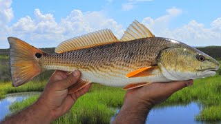 How To Catch Redfish, Snook, & Grouper (WITHOUT LIVE BAIT)