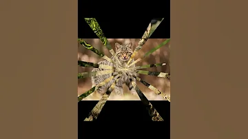 Степной кот
