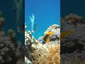 غوص العقبة       2023