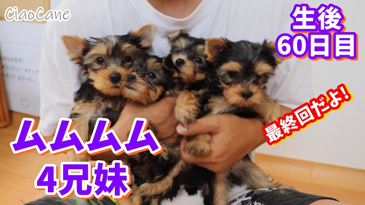 2020年6月16日生まれチョコの四つ子ちゃん(生後60日目)【ヨークシャー