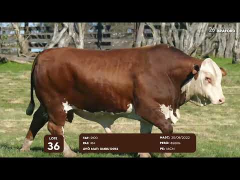 LOTE 36 MACHO