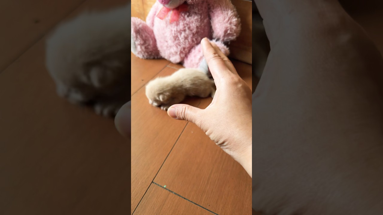 Catch big frogs funny | Try don't laugh |wepwepcatching frogs make you laugh 