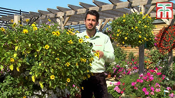 2015 Year of the Sunflower with Thompson & Morgan