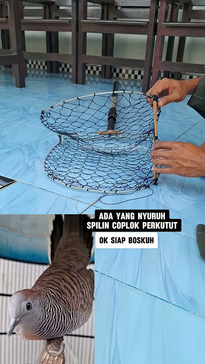 Caplok burung perkutut #shortvideo