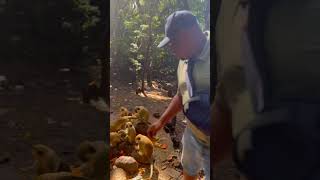 Barbados Wildlife Reserve travel family nigeria barbados familyvacation travelvlog traveling
