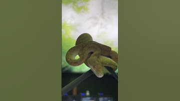 💚 Get up close and personal with one of my baby Green Tree Pythons in this YouTube short!