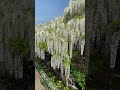 Ashikaga Flower / Love Japan #Tochigi