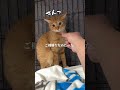 チャイさんの暮らし⑯。#保護猫