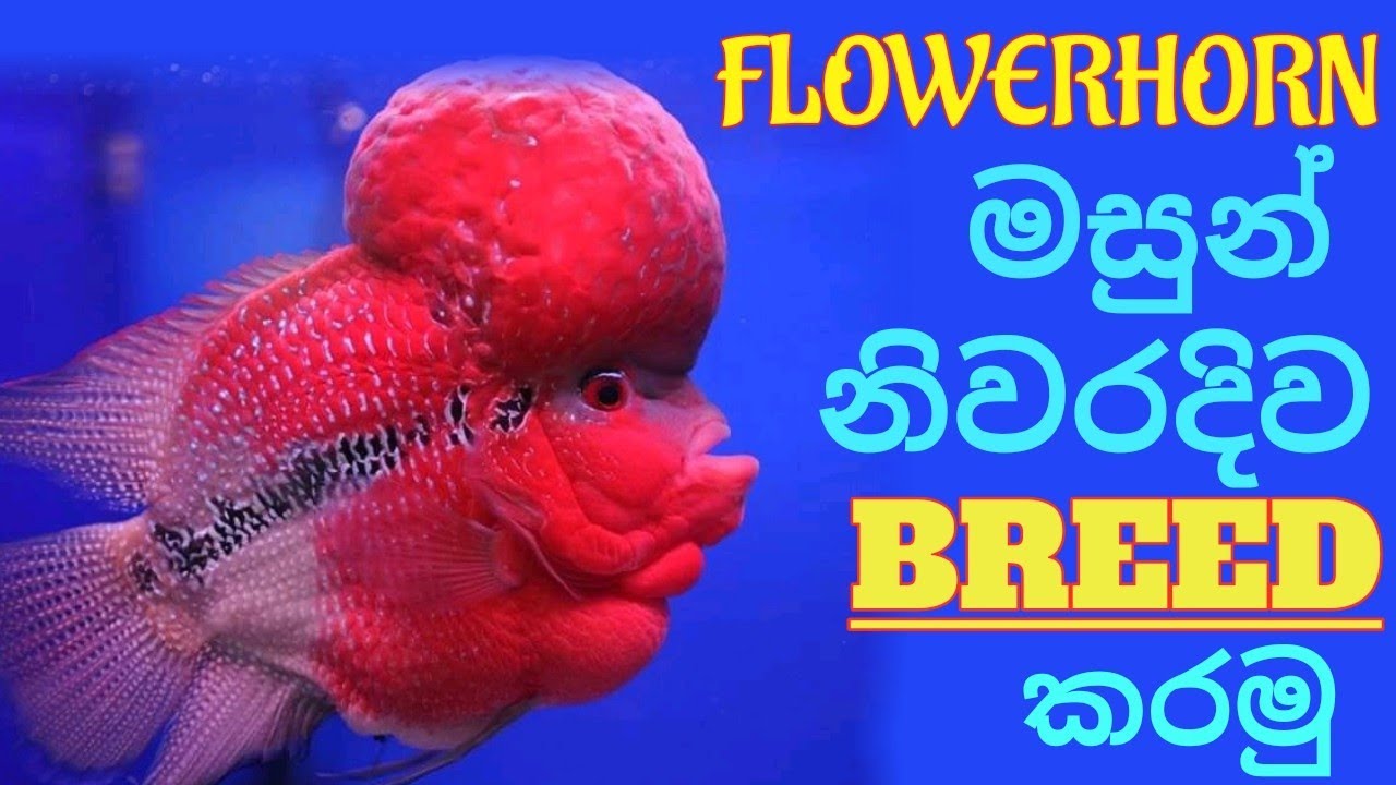 How to breed FLOWERHORN FISH pair [A to Z] ෆ්ලවර්හෝන් මසුන් නිවරදිව