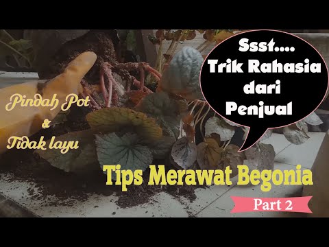 Video: Bagaimana Cara Memindahkan Begonia? Langkah Demi Langkah Pemindahan Begonia Selepas Pembelian Di Rumah. Sekiranya Bunga Layu Setelah Pemindahan, Apa Yang Harus Dilakukan Dan Bagaim