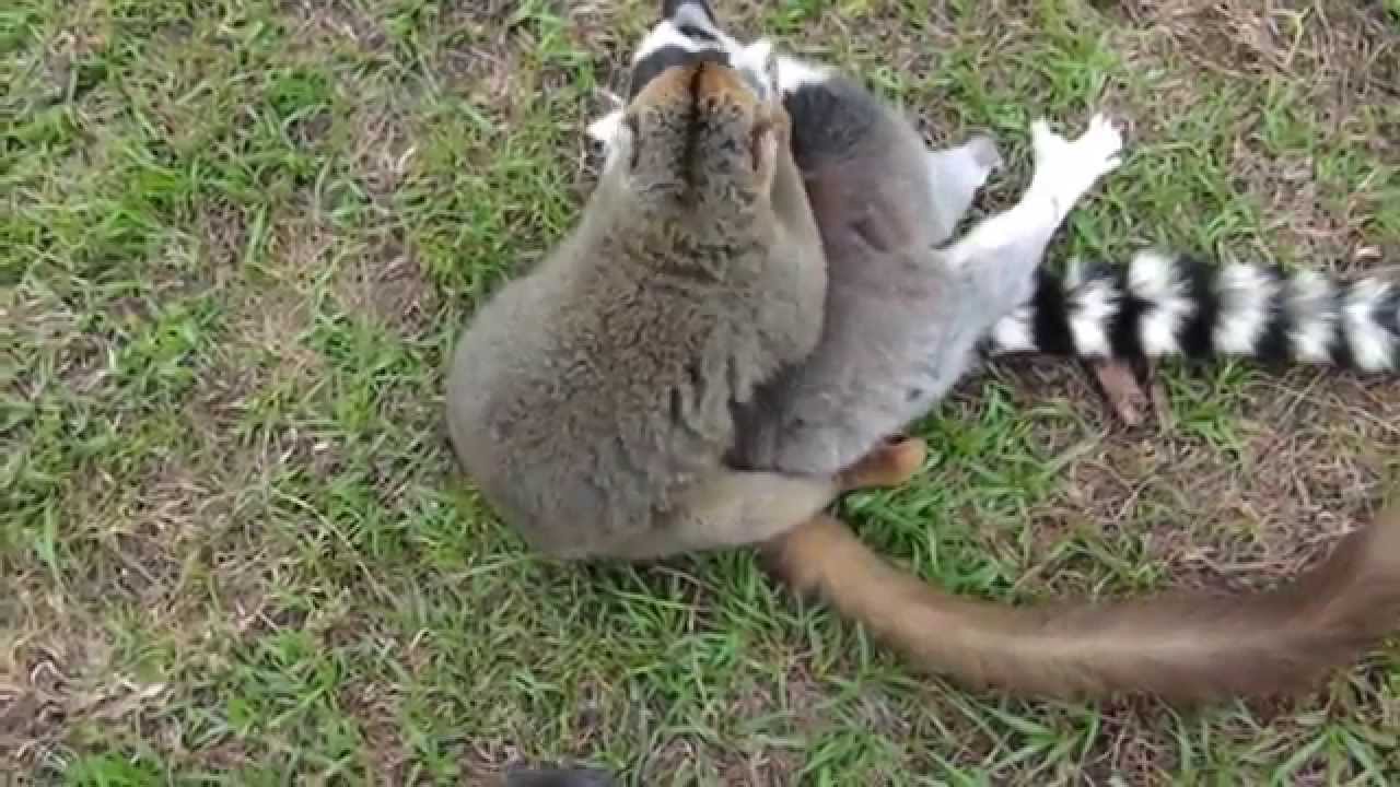 horseshoe bend LEMUR HEAD LOCK!