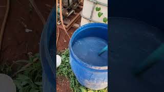 eggplant plant drip irrigation inject fertiliser