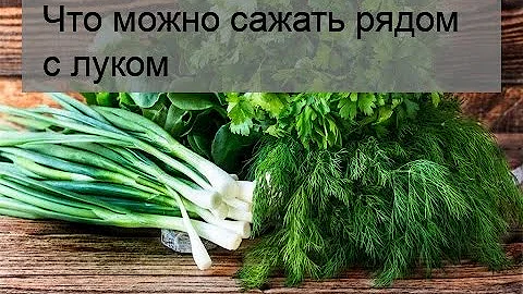Что можно сажать рядом с луком