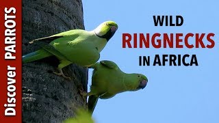 Roseringed Parakeets  Wild in The Gambia | Discover PARROTS