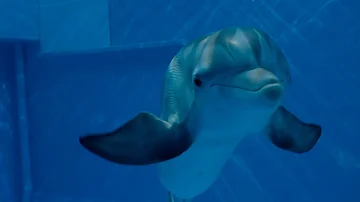 Dolphin Tale 2 - Official Main Trailer [HD]