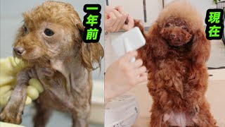 ゴミ捨て場から救出した野良犬は一年後にこうなりました。こんなに綺麗な家犬なれると思えなかった