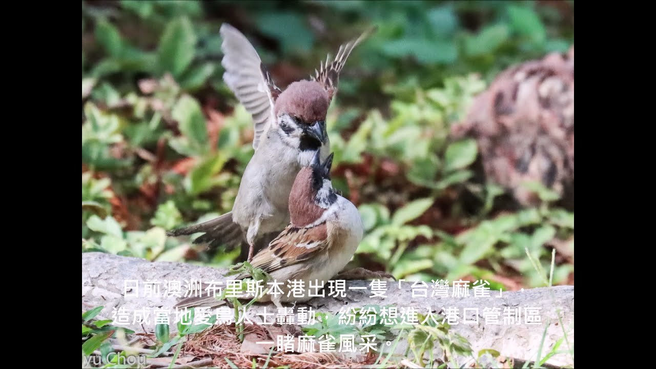 麻雀交尾21 Youtube